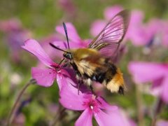 Smalkantet humlesvermer (Hemaris tityus)