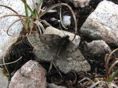 Fjellmåler (Glacies coracina)