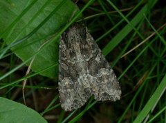 Slåttengfly (Apamea remissa)