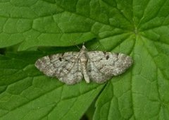 Stor kongledvergmåler (Eupithecia abietaria)