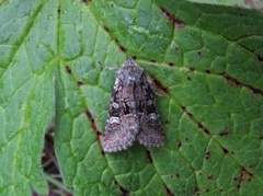 Rotstrekvierfly (Brachylomia viminalis)