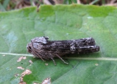 Skogkvistfly (Xylena solidaginis)