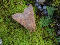 Bølgelinjet høstfly (Agrochola circellaris)