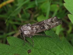 Skogkvistfly (Xylena solidaginis)