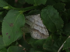 Linjelundmåler (Mesotype parallelolineata)