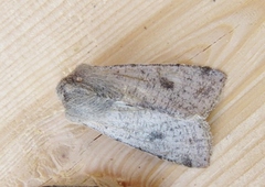 Variabelt seljefly (Orthosia incerta)