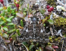 Rødt heifly (Anarta myrtilli)