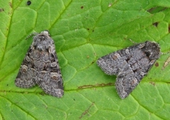 Rotstrekvierfly (Brachylomia viminalis)