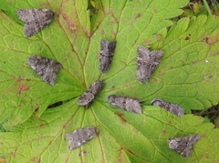 Rotstrekvierfly (Brachylomia viminalis)