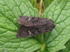 Stort lyngheifly (Aporophyla nigra)