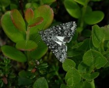 Gnistdagfly (Sympistis heliophila)