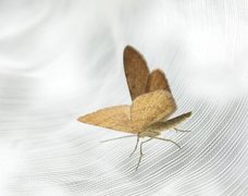 Brun buemåler (Macaria brunneata)