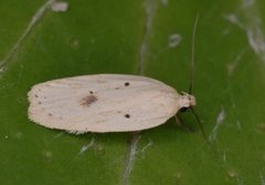 Gul knoppurtflatmøll (Agonopterix kaekeritziana)