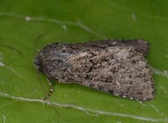 Grått fjellengfly (Apamea exulis)