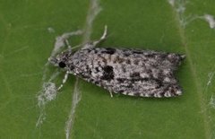 Epinotia cinereana/nisella