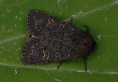 Gulringet åkerfly (Tholera cespitis)