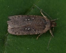 Agonopterix capreolella