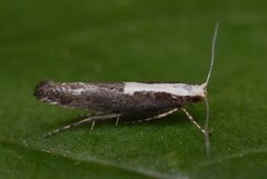 Argyresthia pulchella