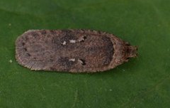 Agonopterix capreolella