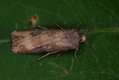 Langvingejordfly (Agrotis ipsilon)