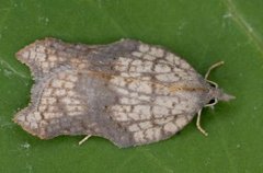 Grå flatvikler (Acleris effractana)