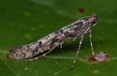 Caloptilia suberinella