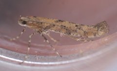 Caloptilia suberinella