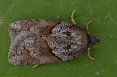 Blåbærflatvikler (Acleris maccana)