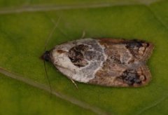 Marmorflatvikler (Acleris variegana)