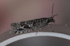 Smal kveldvikler (Epinotia crenana)