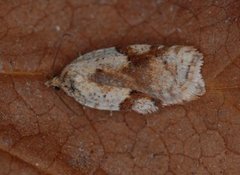 Bjørkeflatvikler (Acleris notana)