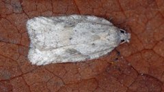 Hvit flatvikler (Acleris logiana)