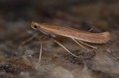 Caloptilia betulicola/elongella