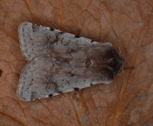 Fiolett vårfly (Cerastis rubricosa)