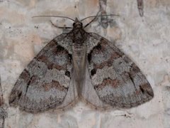 Rustbuskmåler (Hydriomena ruberata)