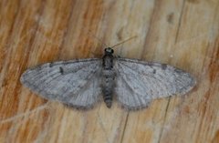 Furudvergmåler (Eupithecia indigata)