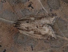 Heggflatvikler (Acleris umbrana)