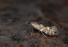 Phyllonorycter strigulatella