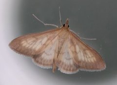 Okerengmott (Paratalanta pandalis)