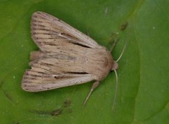 Kommagressfly (Leucania comma)