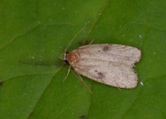 Agonopterix propinquella