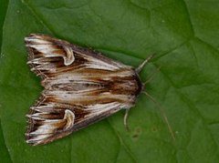 Tannet perikumfly (Actinotia polyodon)