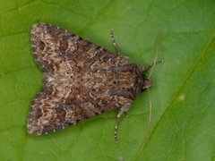 Slåttengfly (Apamea remissa)