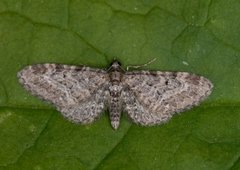 Vinkeldvergmåler (Eupithecia vulgata)