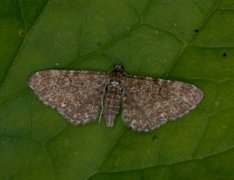 Arvedvergmåler (Eupithecia pygmaeata)