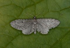 Myrdvergmåler (Eupithecia gelidata)