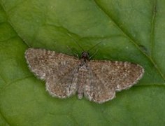 Arvedvergmåler (Eupithecia pygmaeata)