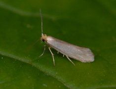 Argyresthia glabratella