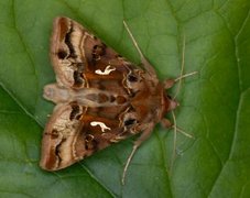 Gyllenbrunt metallfly (Autographa macrogamma)