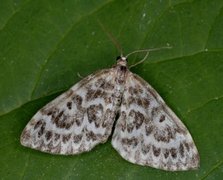 Taigabarmåler (Heterothera serraria)